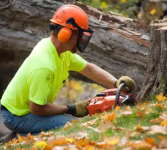 tree services Morse